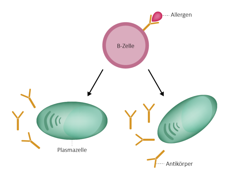 Gesundheitskompass Immunsystem - Alle Informationen Von A-Z!