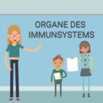 Organe des Immunsystem