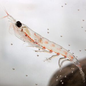 Mount Natural - Premium Omega 3 Bild von einzelnem Krill