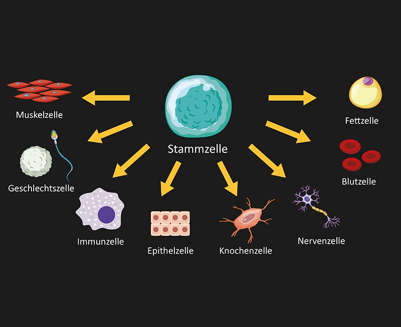 MN TibexZELLenz - Grafik, die verschiedene Arten von Stammzellen zeigt